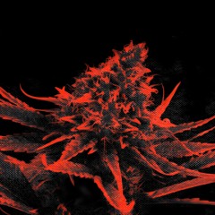 Humo (Free Download)