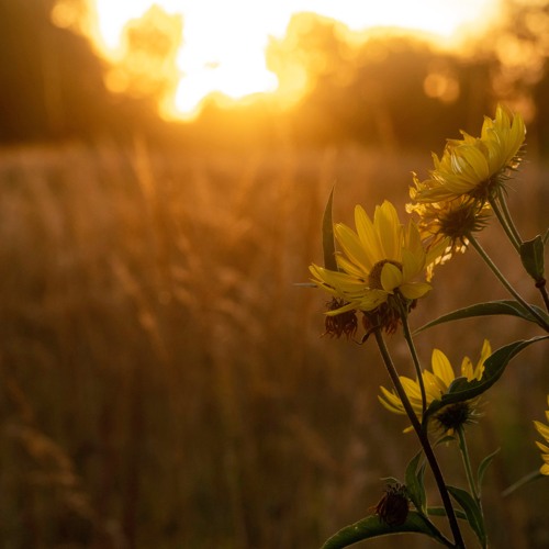 Thirty-third Sunday in Ordinary Time