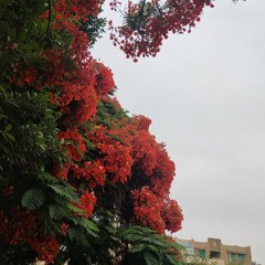 تلاوات عذبة