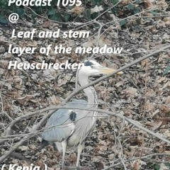 Podcast 1095 @ Leaf And Stem Layer Of The Meadow - Heuschrecken ( Kenia ) 19 04 2024