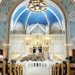 Synagogue Of The Cheetah