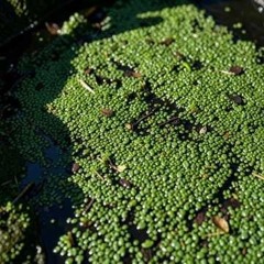 DUCKWEED CARTEL.