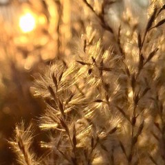 Progressive Meadows 15