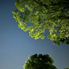 The night I saw Orion