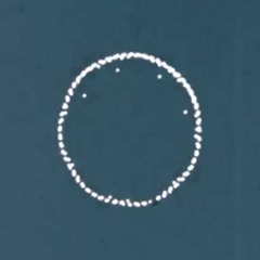 Sycamore (with Fiona O'Connell)