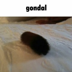 gondal