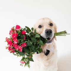 Love me, love me, love me like a dog (GRRL X Carte Contact X FKOFF1963)