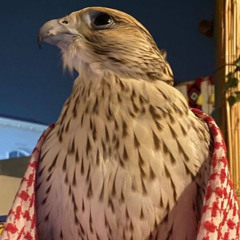 الوفى سلمي وسلمي سلم قحطان العريقه