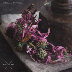 Echinacea Purpurea