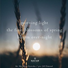Haiku 367 Morning Light  The First Blossoms Of Spring  Bloom Over - Night