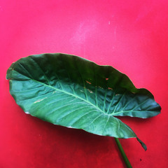 Astro del Princípio