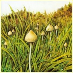 🍄