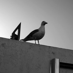 La Grande Motte - Goelands