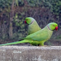 Le chant des oiseaux, épisode 2 : la perruche à collier