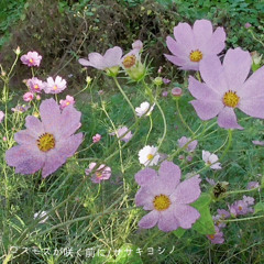 before the cosmos blooms