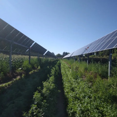 Pioneer Valley Sunshine