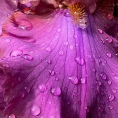 Mildhans - Strings In The Key Of