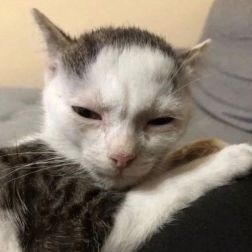 Permanent Stank Face
