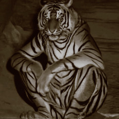 COQUILLAGES BADACK ( REMIX )