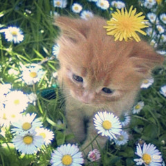 WHEN THE SUMMER COMES PROD MANDEM & DEFYER