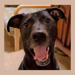 Meet Gravy: A Big Heart Looking for Home