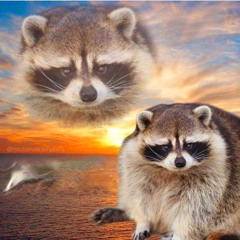SUNNY HOUSY TRANCE