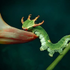 what the brave caterpillar finds on his journey to the bug ceremony
