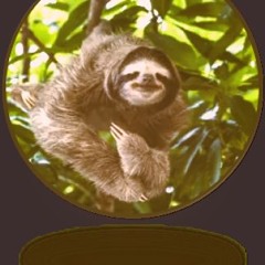 Sloth Run (laid back)