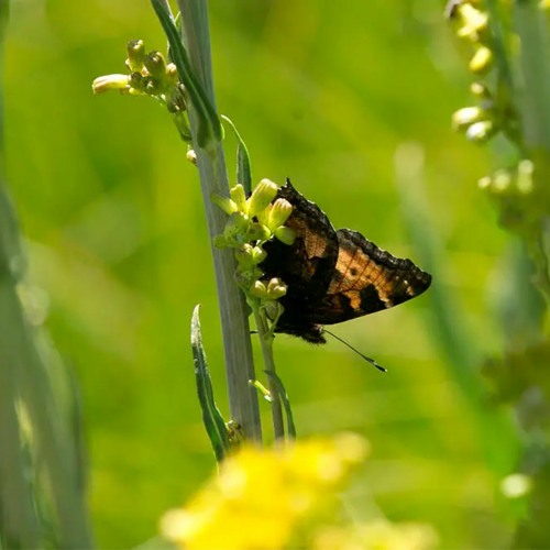 The Carpenter's Wild View