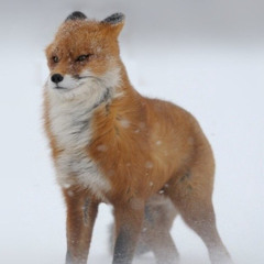 Foxtrot