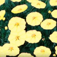 🌼