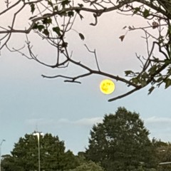 all i know (prod. jolst x cardo)