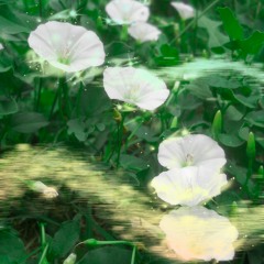 ppBloom