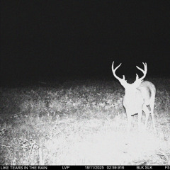 Like Tears In The Rain