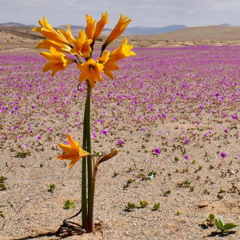 Flower In the Desert (Dewa 19 Cover)