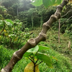 Sai Au Na Farmer Noxxare Reggae