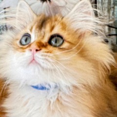 Psychedelic Gaslight  [DJ set 06.22]