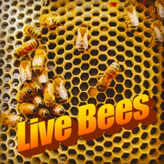 Live Bees