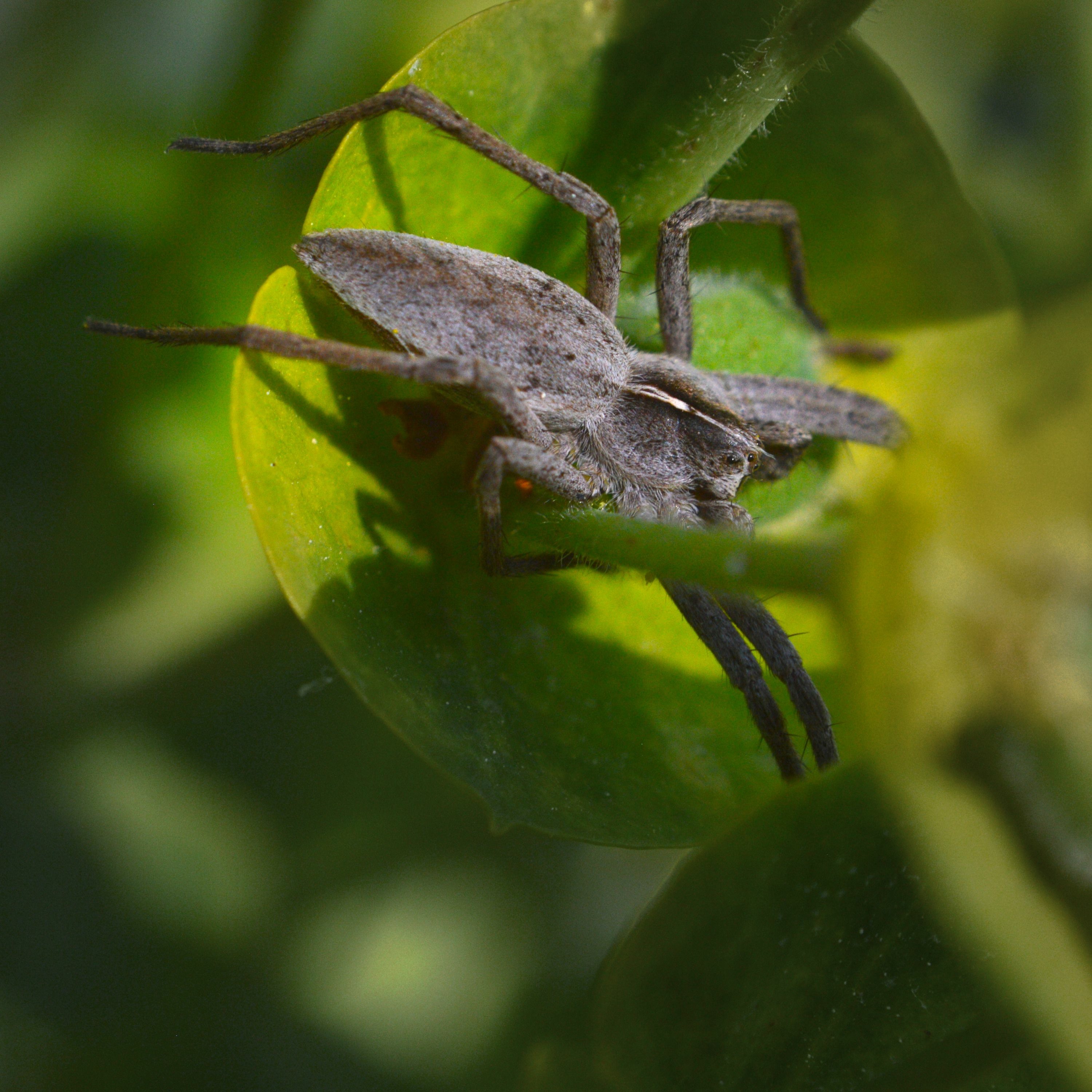 Pisaura, a generous spider