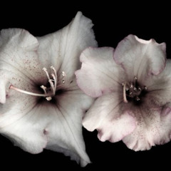 Spectabilis