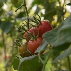 Getting local, sustainable produce to New England's local folk