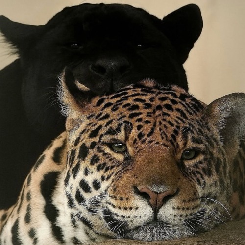 iwuvupwooqiisowwy