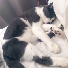 Cant U See? (Prod. Lucy)