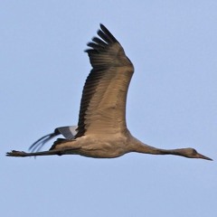 الطائر الطواف - وثائقي سوداني