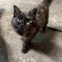 Save Me From Isolation