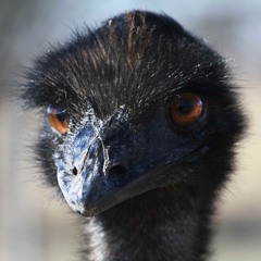 The Great Emu War