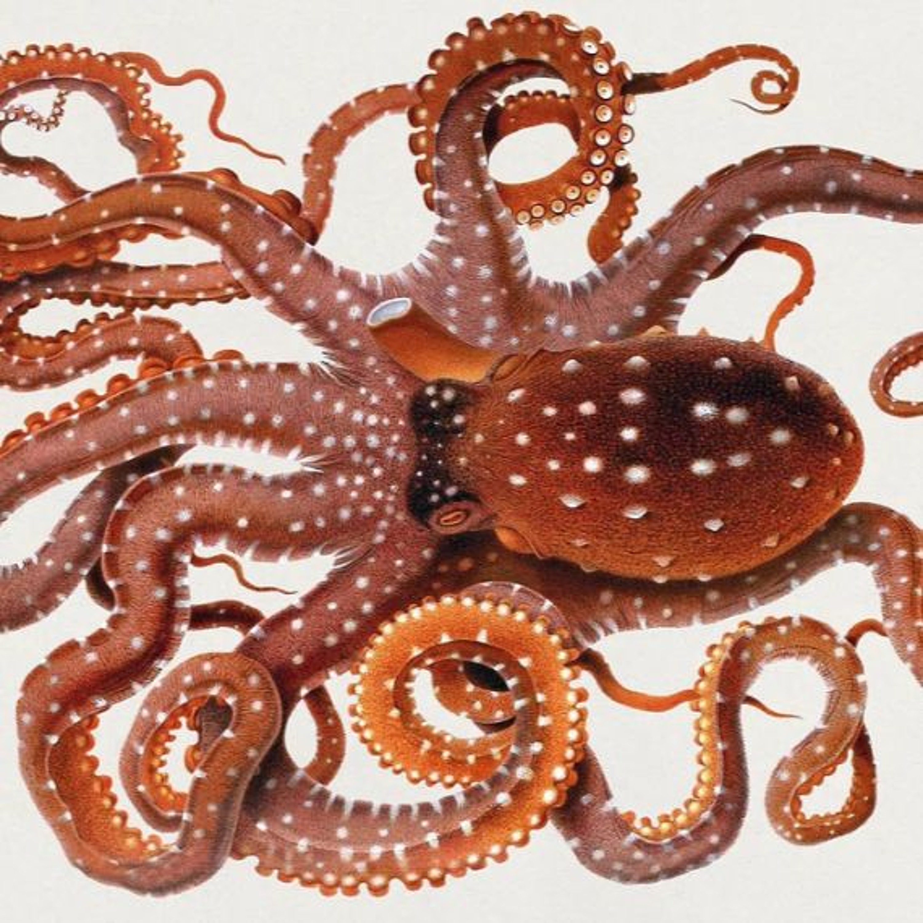 Israel Uncensored: The Houthis Must Go