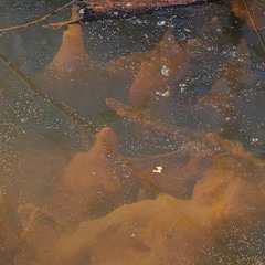 peace and blessings to you -fish🎏