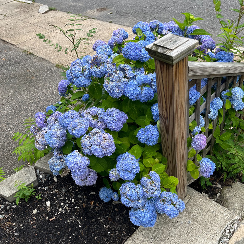 I've Had My Share of Love