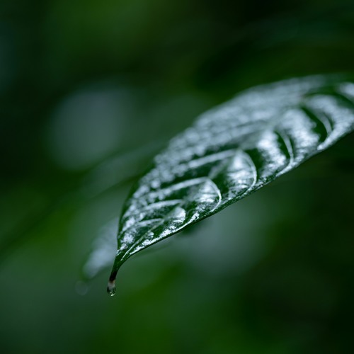 Costa Rica - Jungle Rain